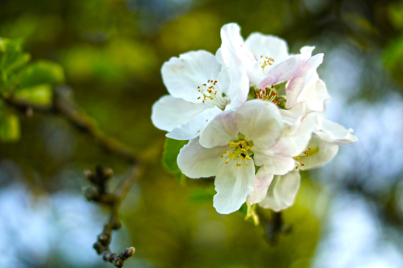 flower spring garden free photo