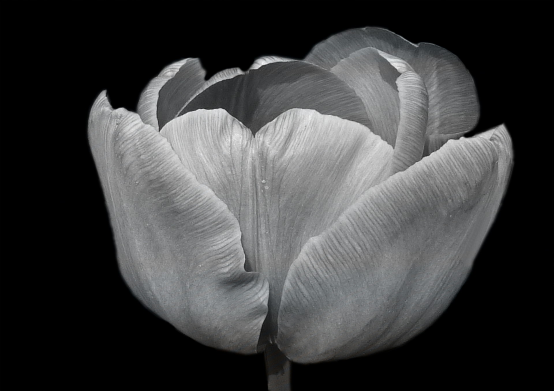 flower tulip black white free photo