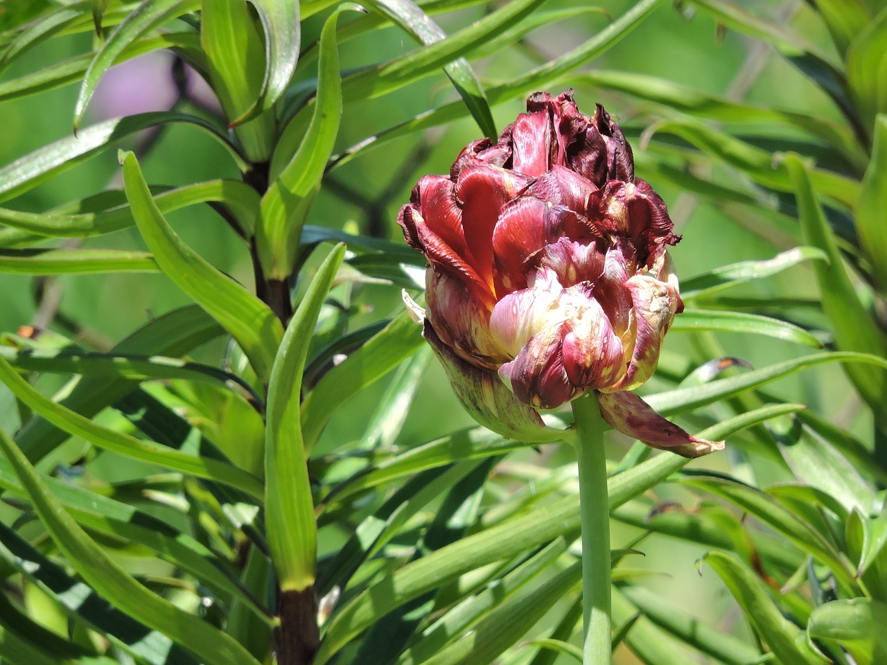 flower spring green free photo