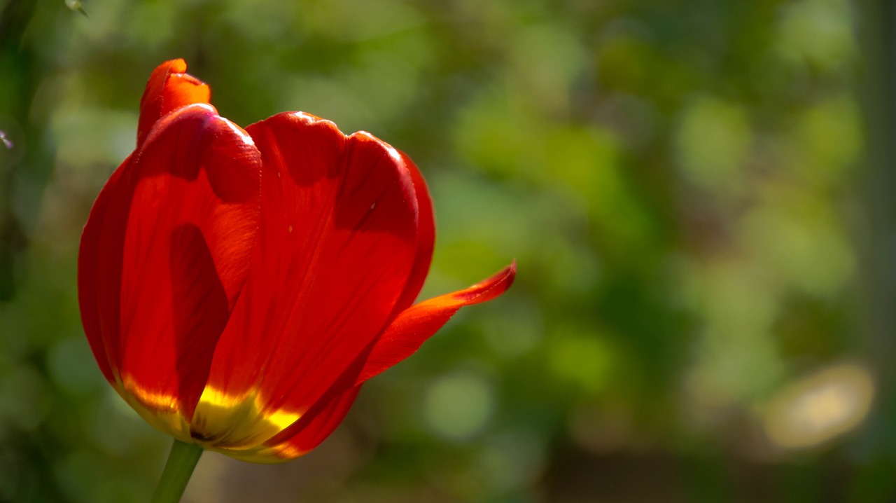 tulips sunny day sheet free photo