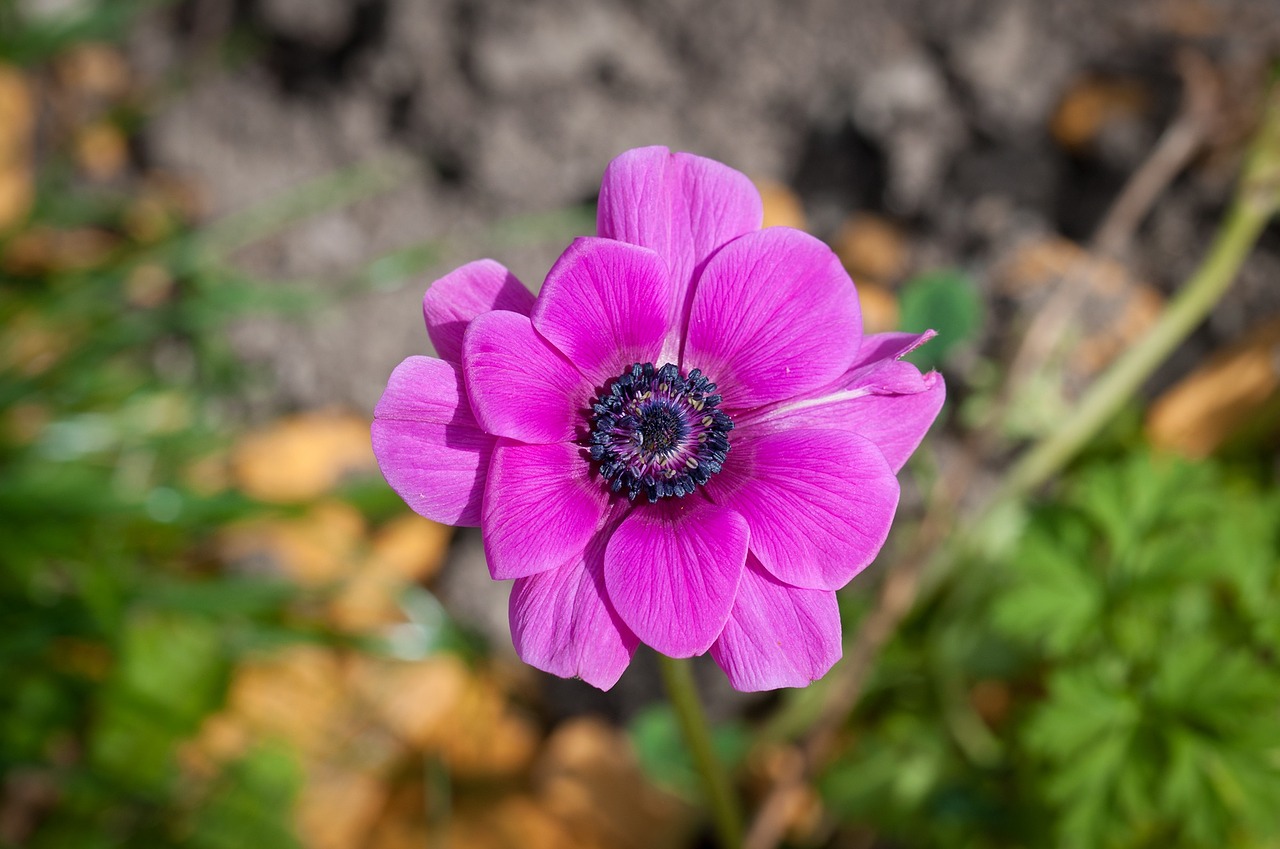 flower pink blossom free photo