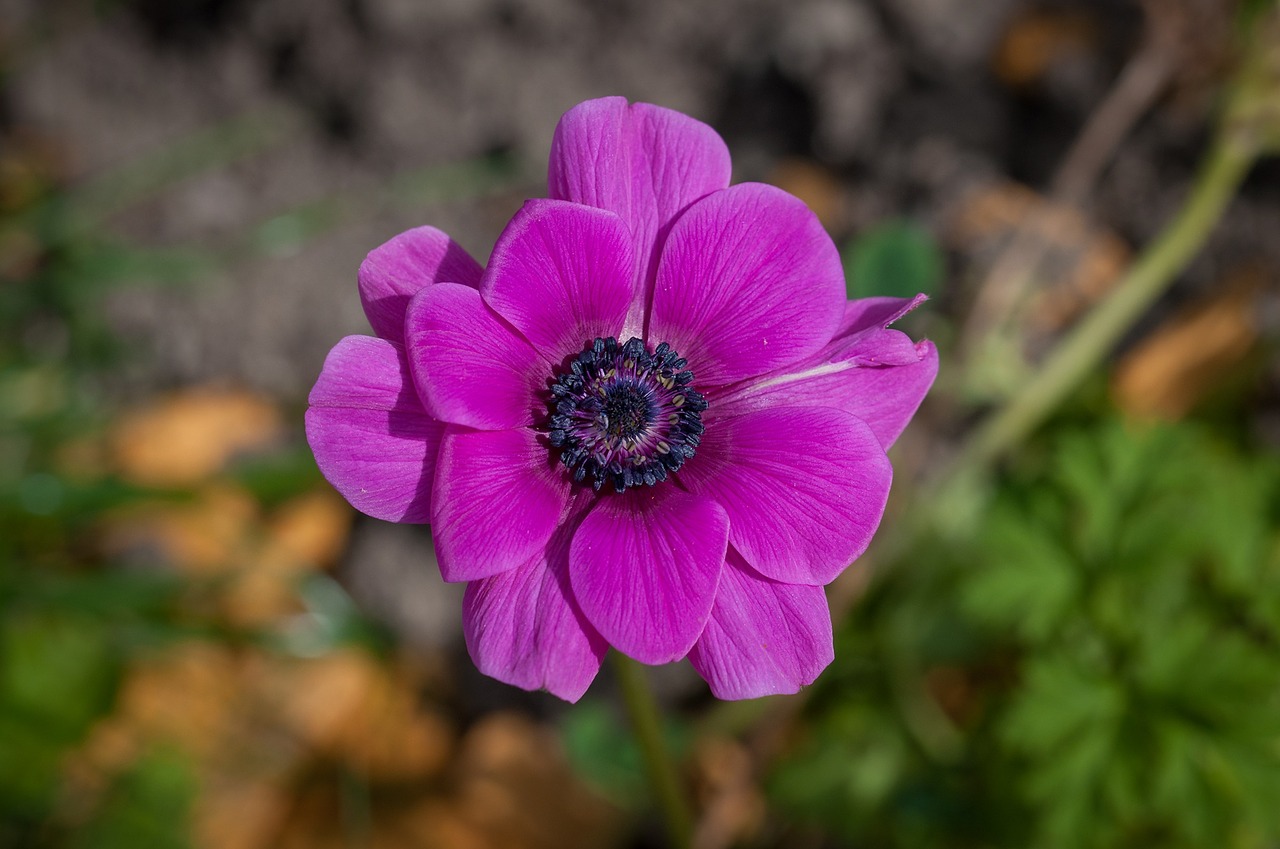 flower pink blossom free photo