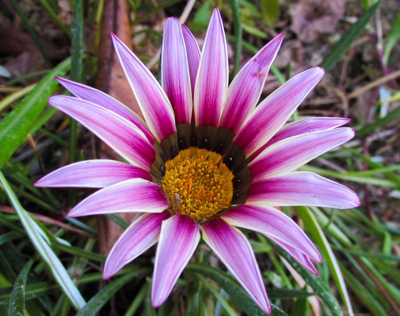 gazania flower pink free photo