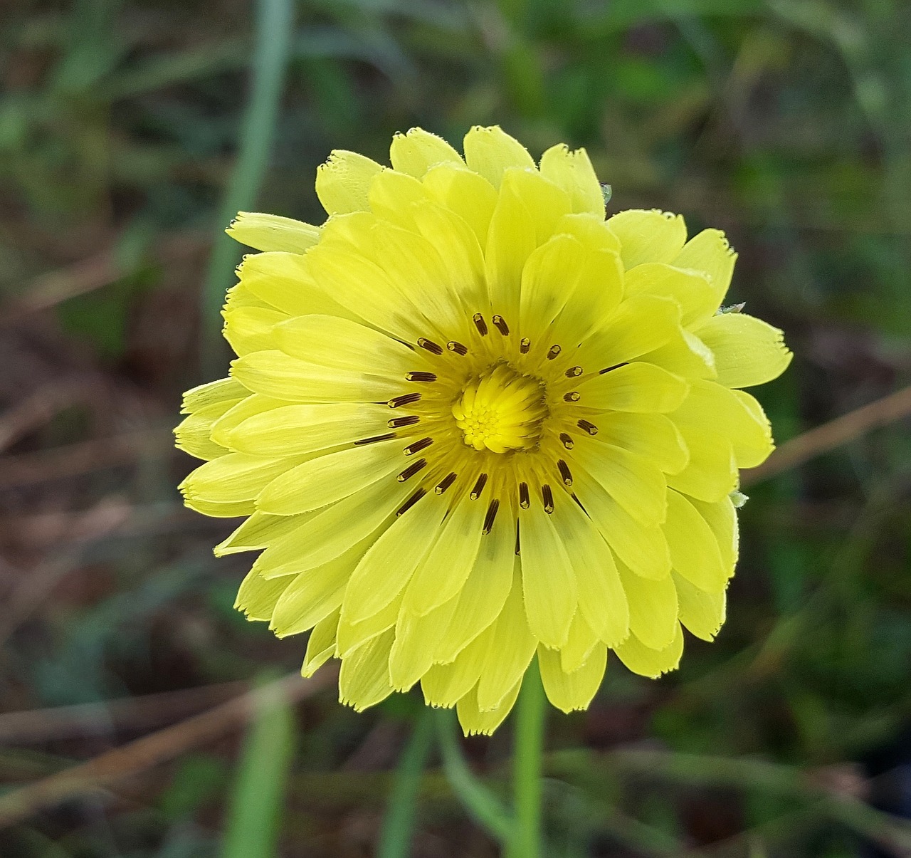 flower yellow flower texas dandelion free photo