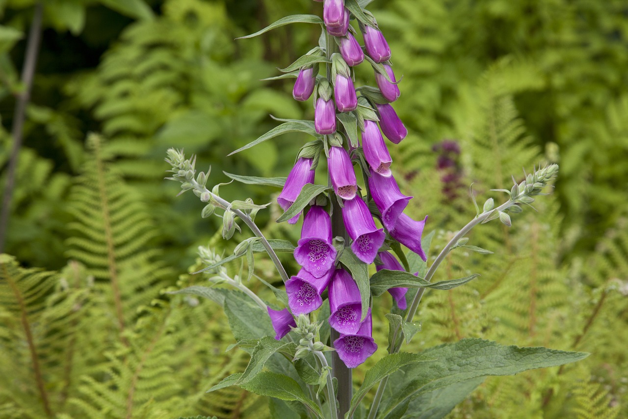 flower garden flowers free photo