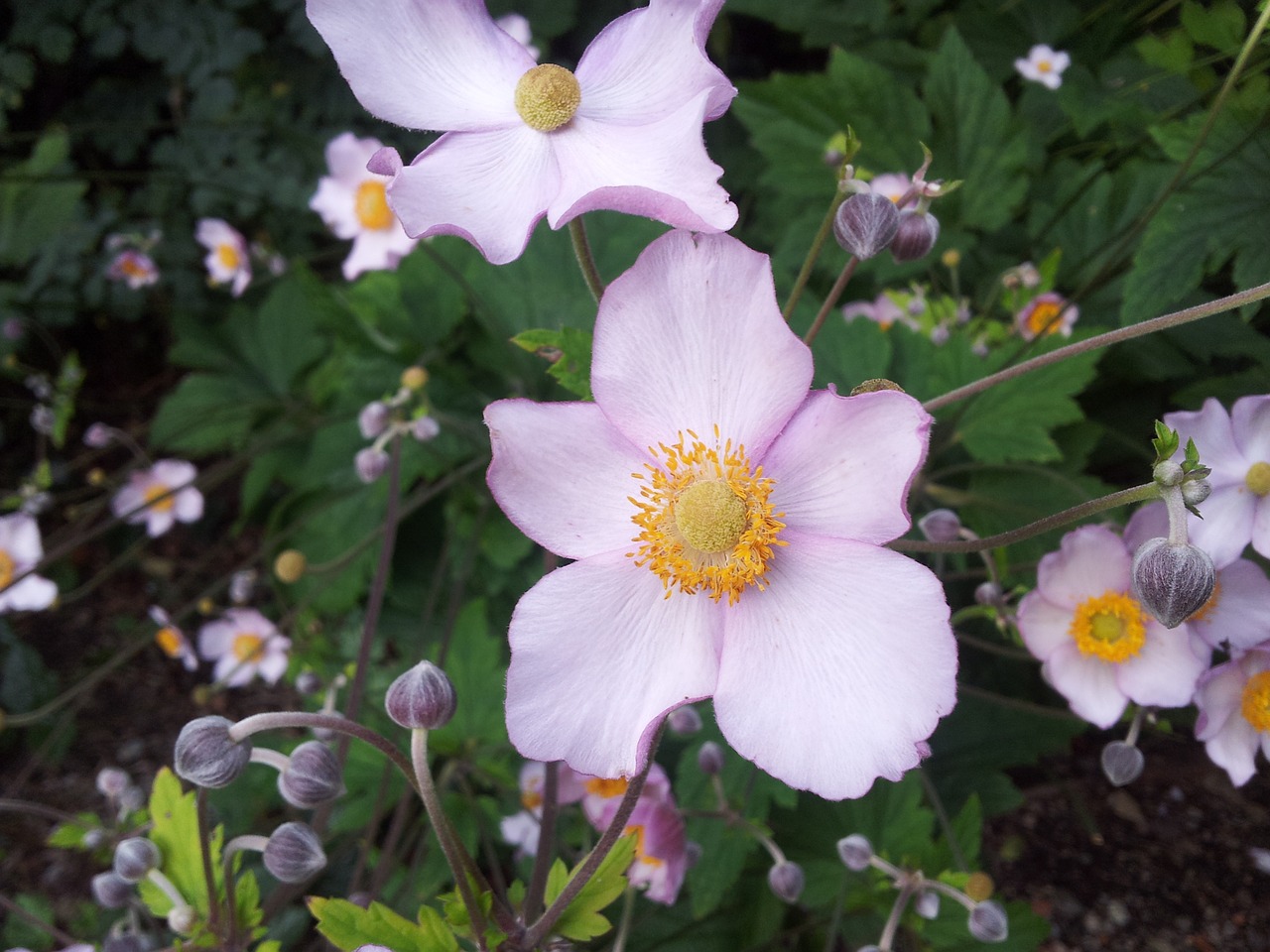 flower garden green free photo