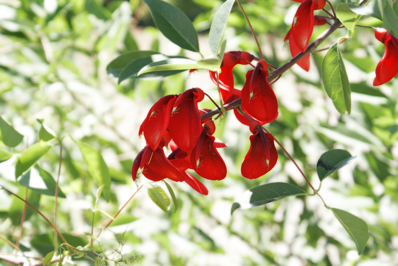 flower red garden free photo