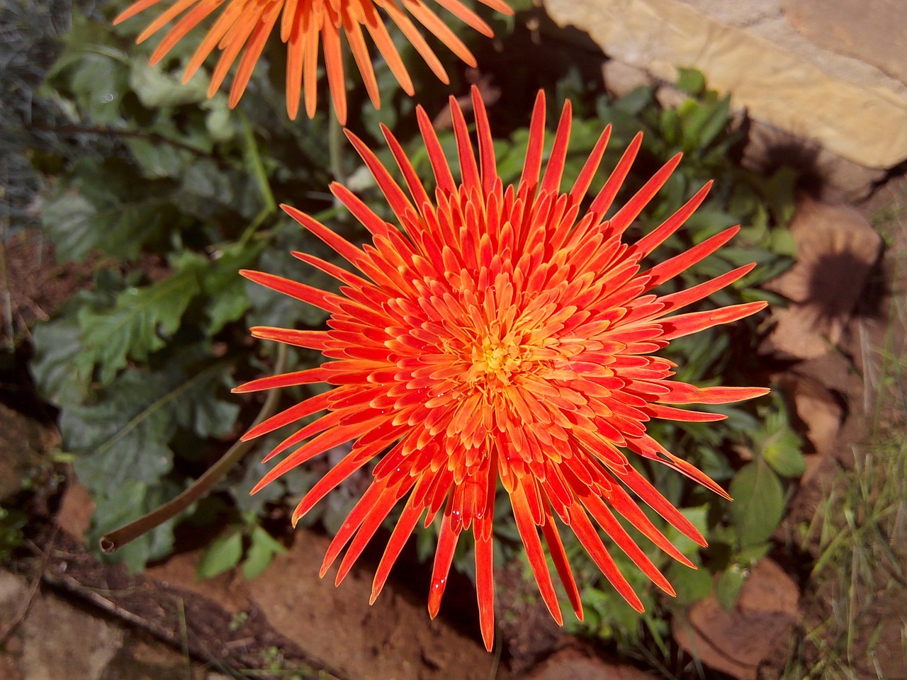 flower orange orange flower free photo