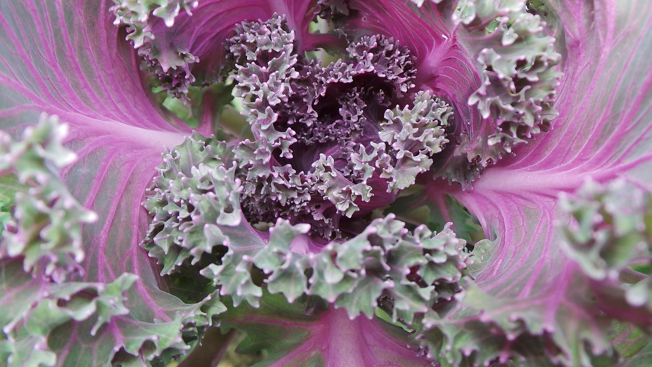 flower cabbage purple free photo