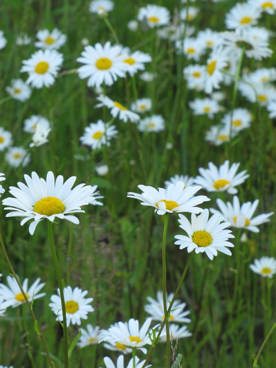 flower daisy marguerite free photo