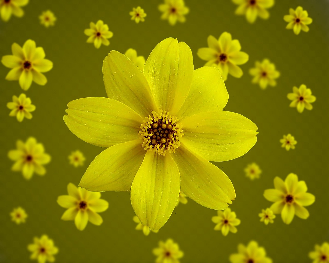 blossom bloom yellow free photo