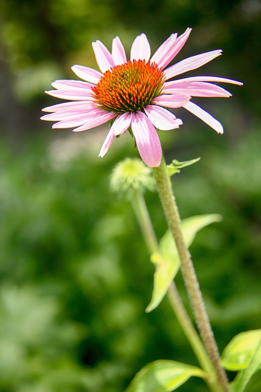 flower organic natural free photo