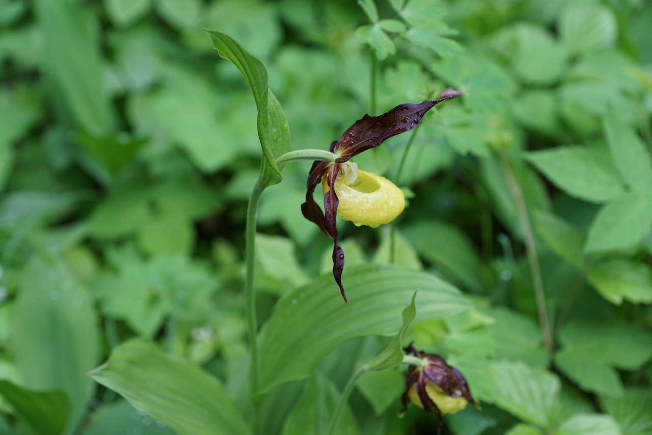 flower orchid frauenschuh free photo