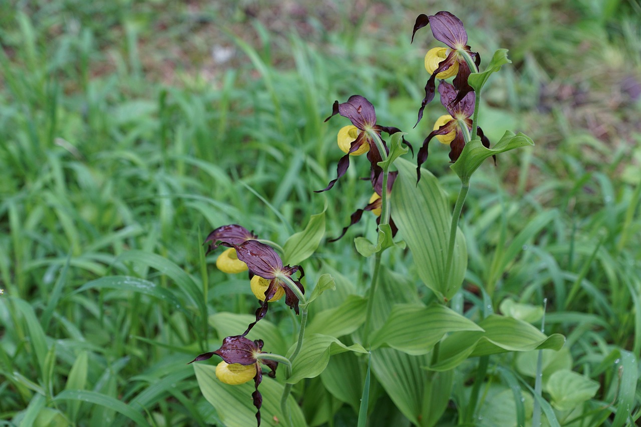 flower orchid frauenschuh free photo