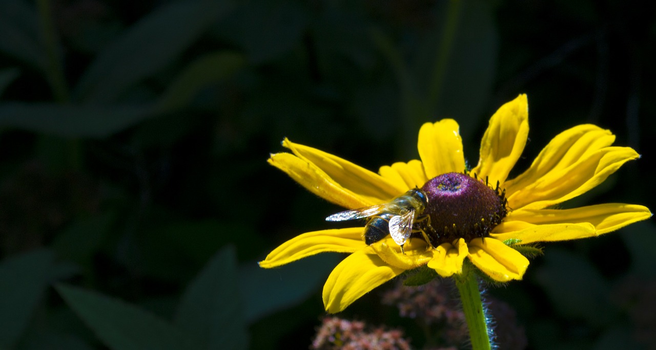 flower spring macro free photo