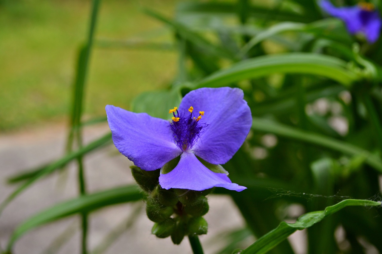 flower blue nature free photo