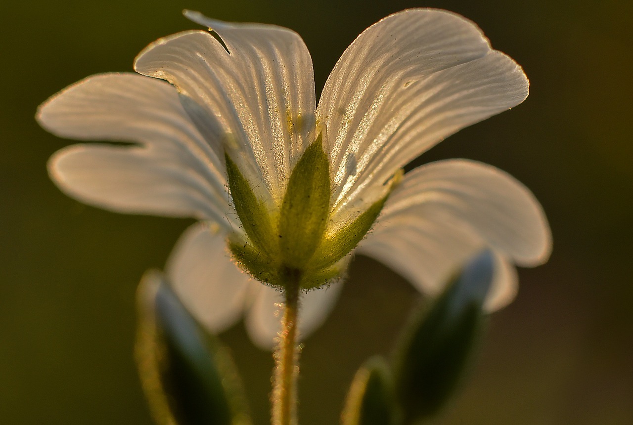 flower nature spring free photo