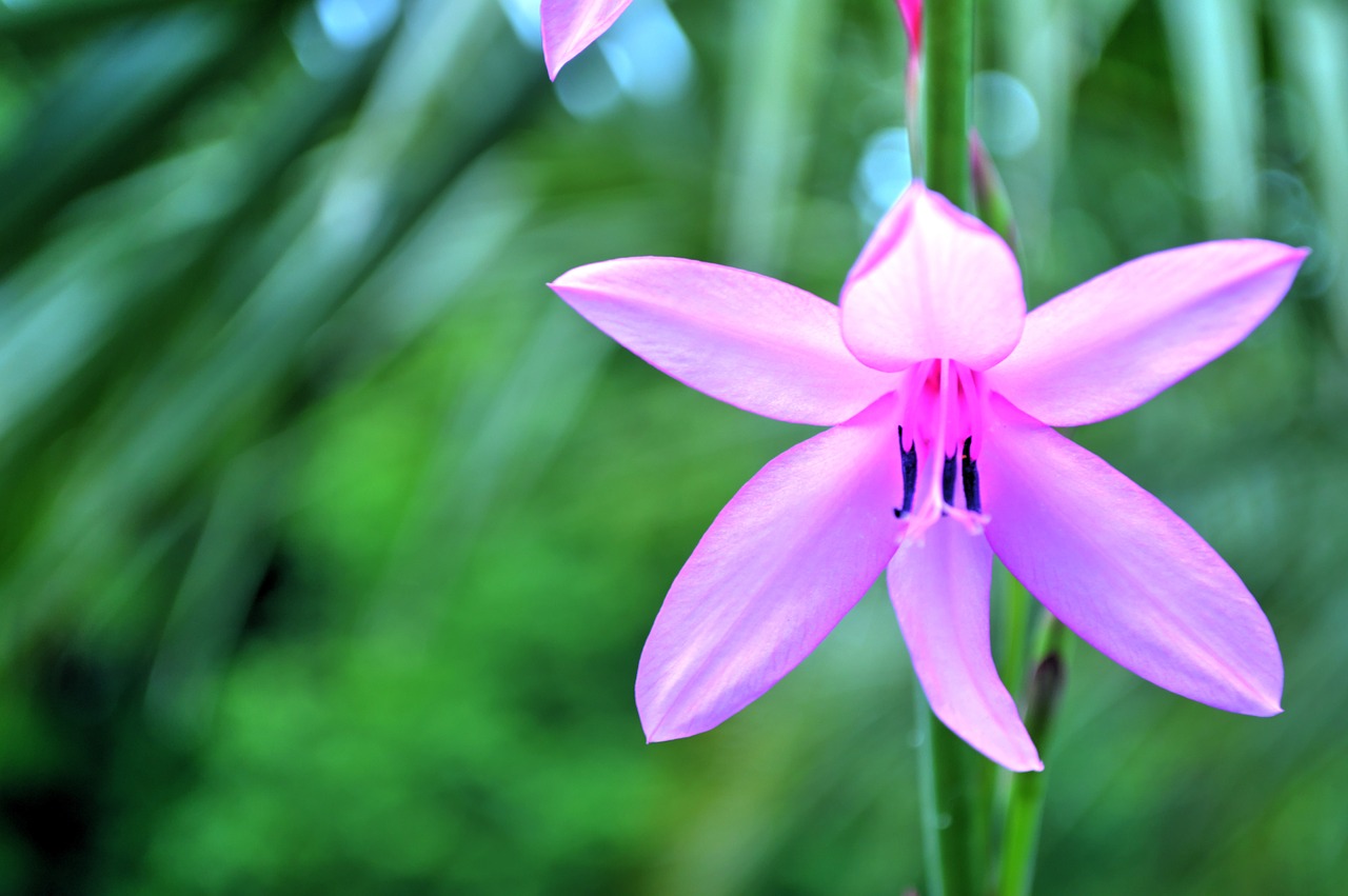 flower close up flowering free photo