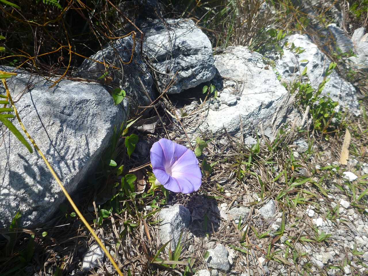 flower nature spring free photo