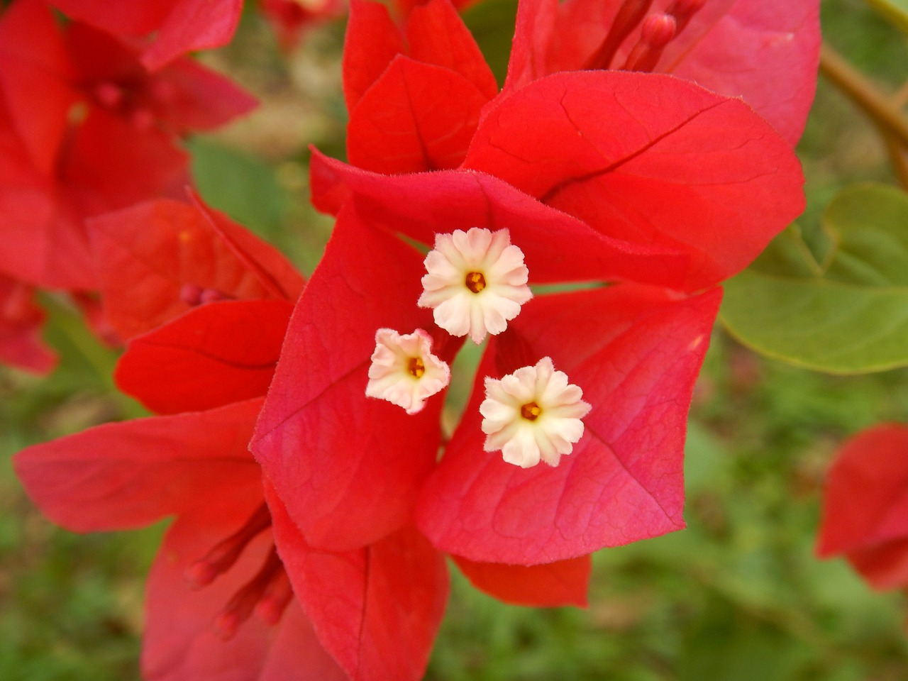 flower red red flower free photo