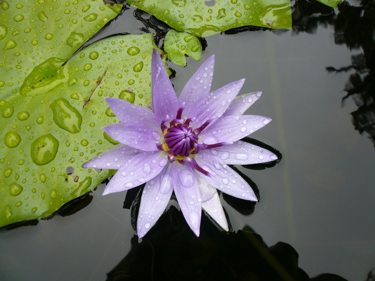 flower water lily purple free photo