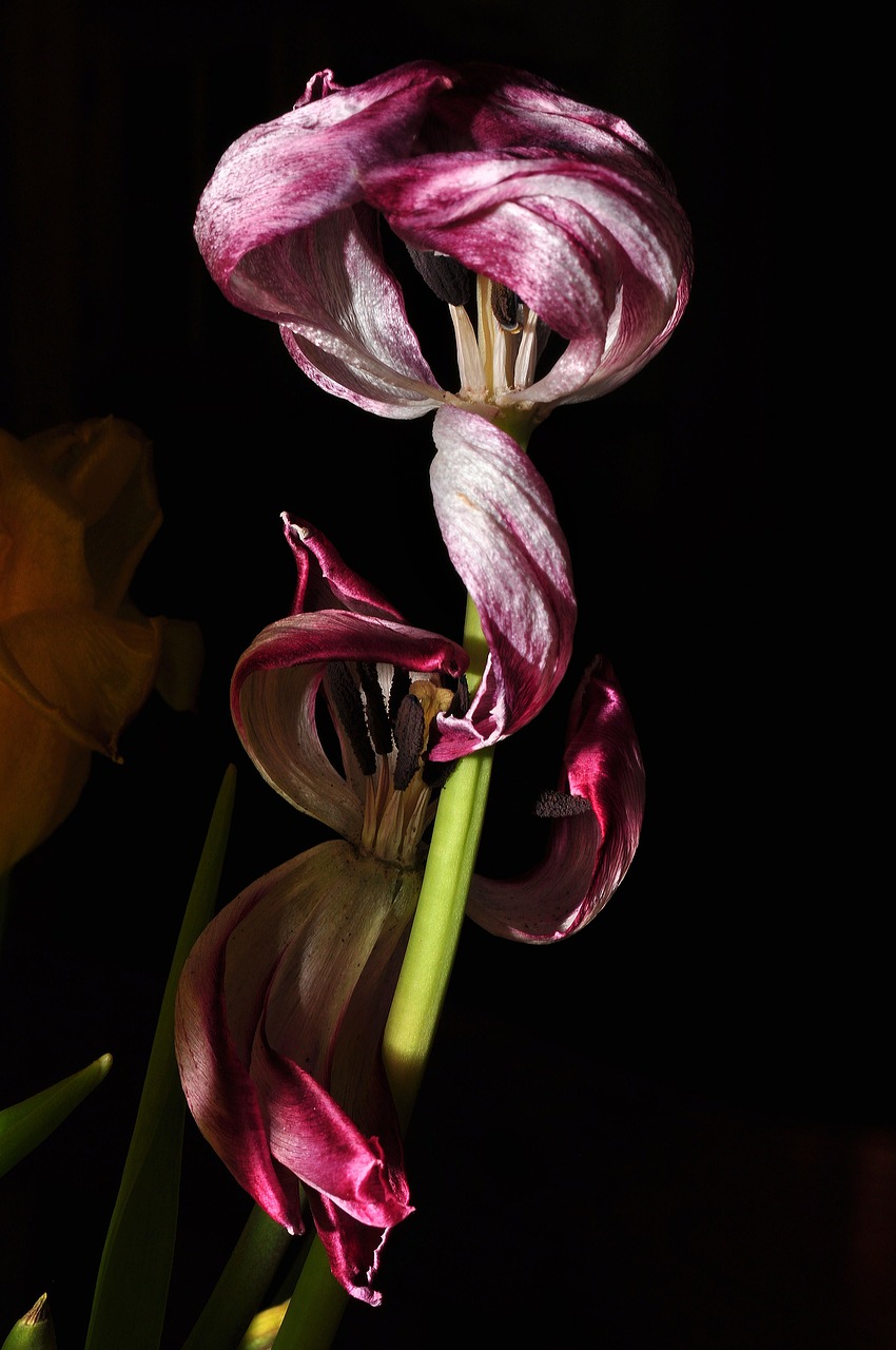 flower tulip purple free photo