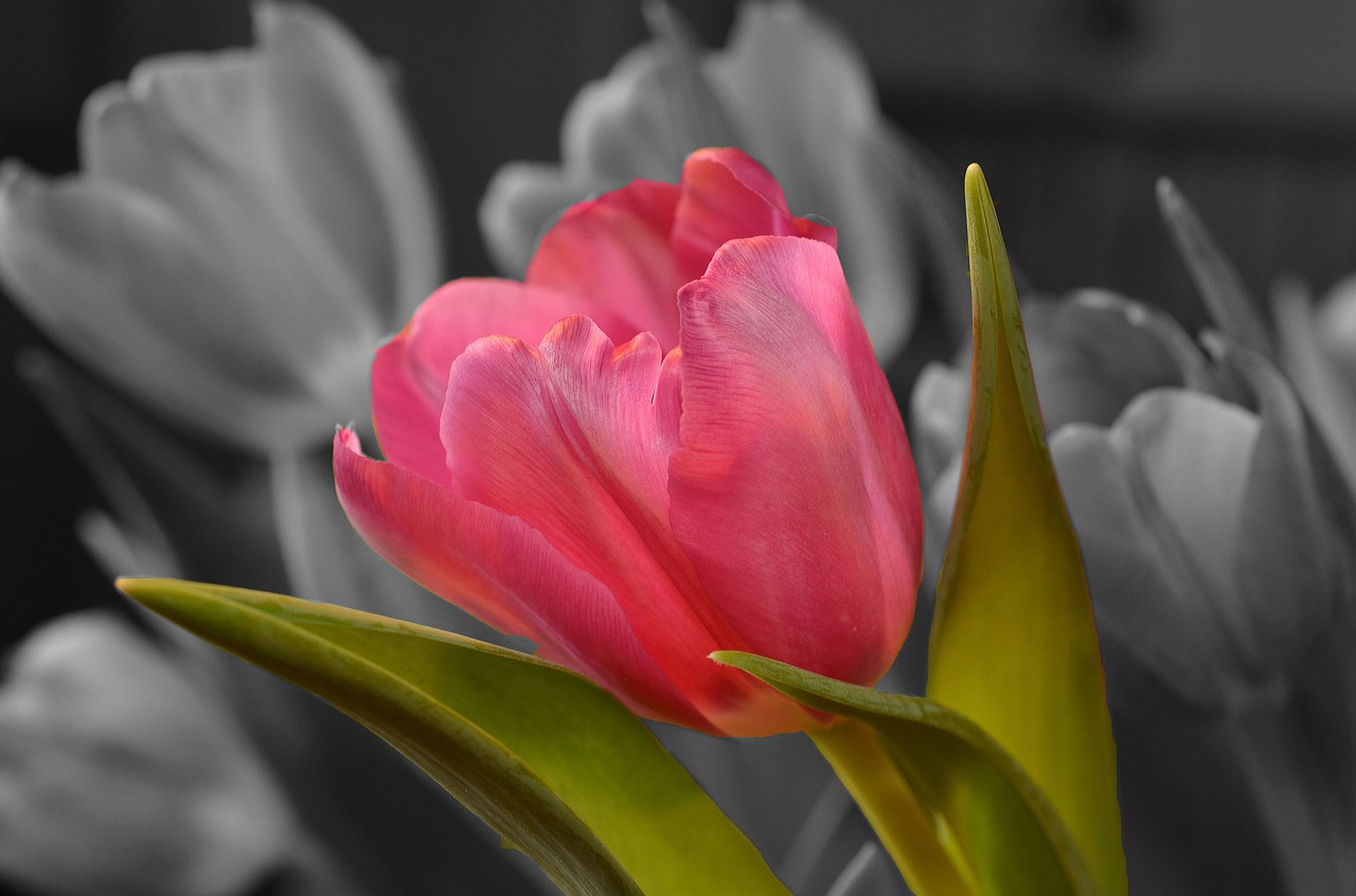 flower tulip pink free photo