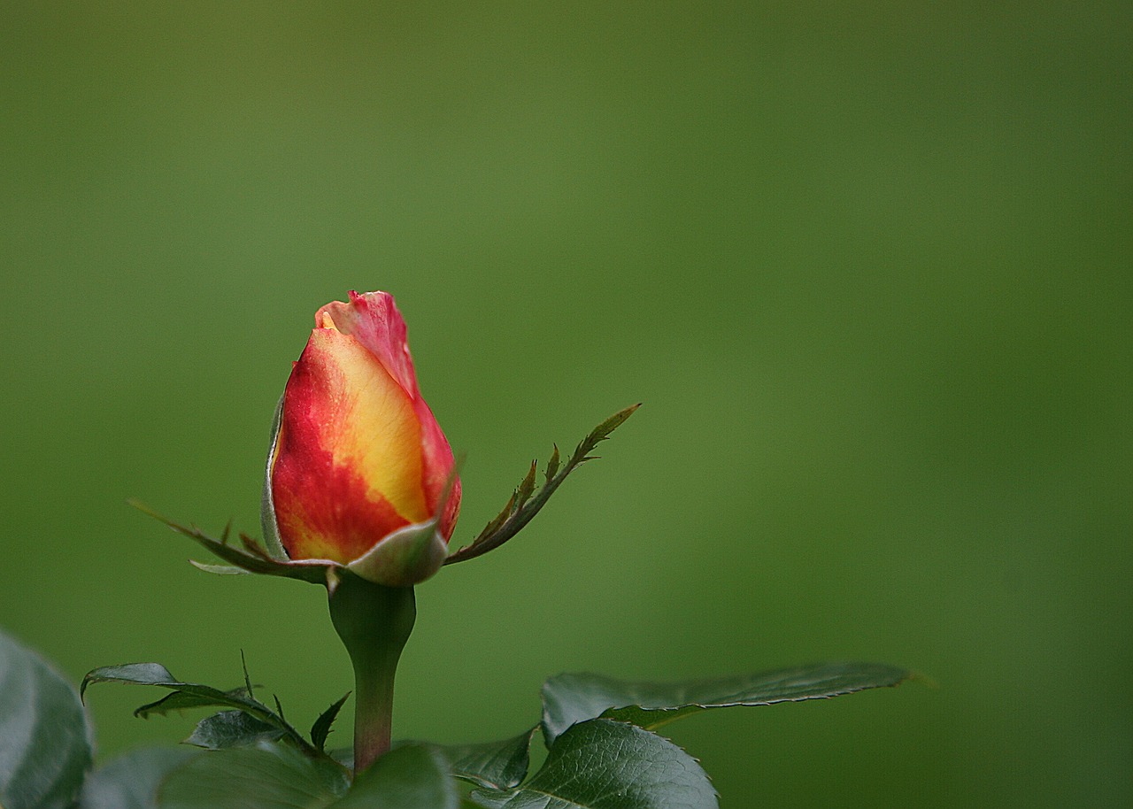 flower blossom bud free photo