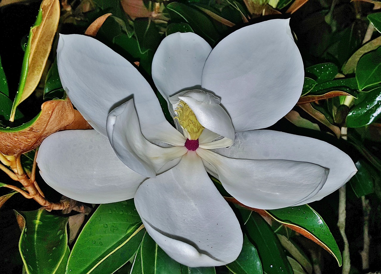 flower magnolia white flower free photo