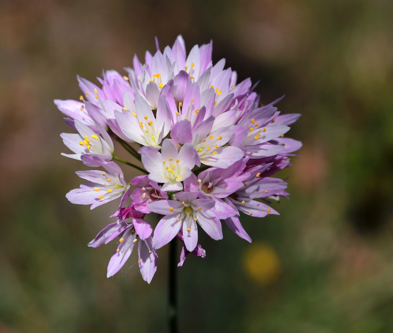 flower pink nature free photo