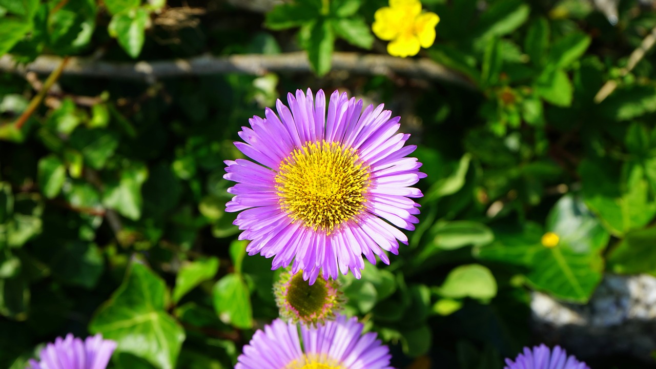 flower daisy floral free photo