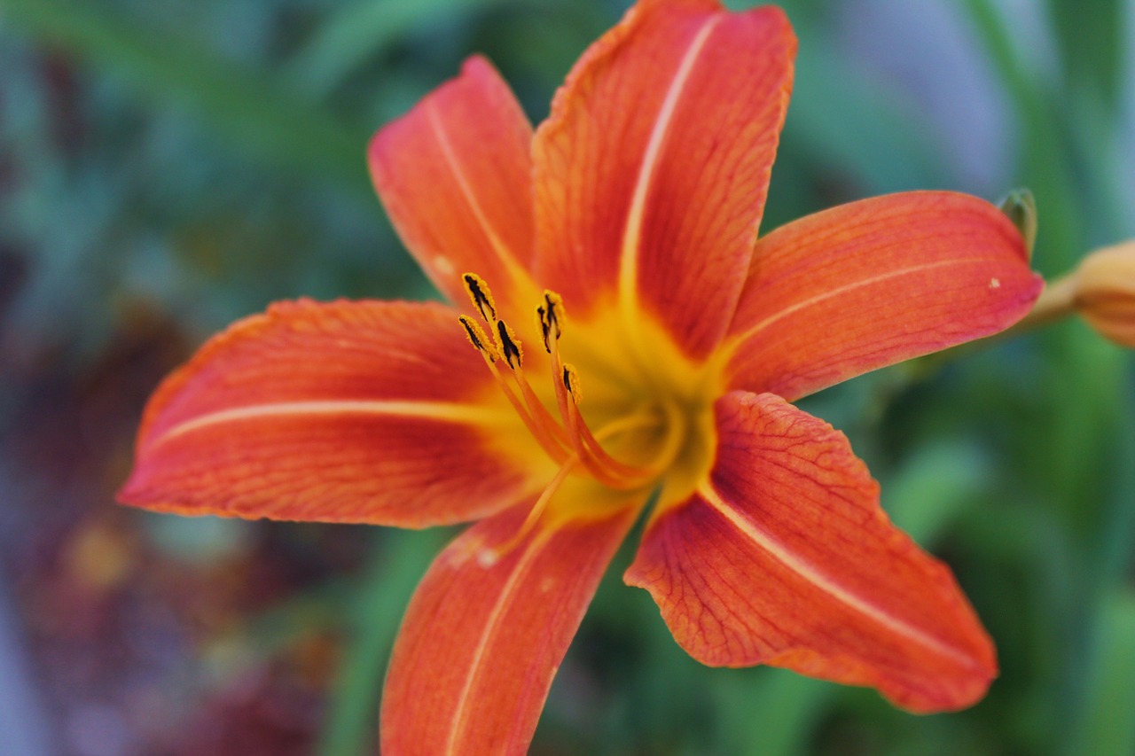 flower tiger lily spring free photo
