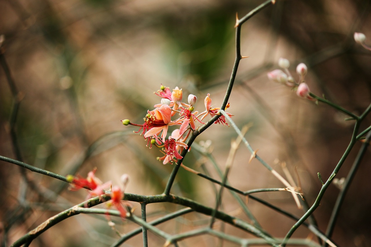 flower indian flower rajasthani flower free photo