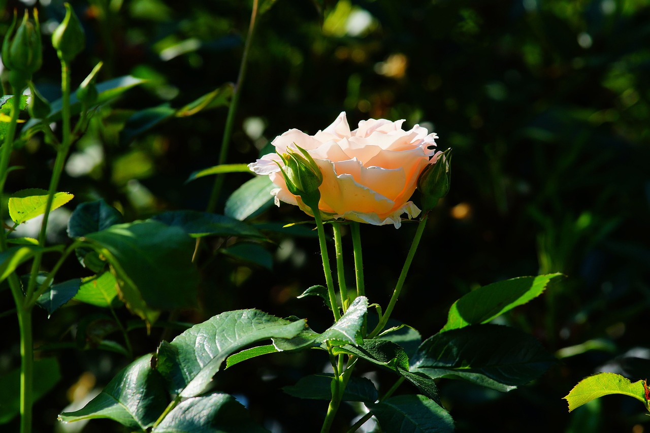 flower blossom bloom free photo