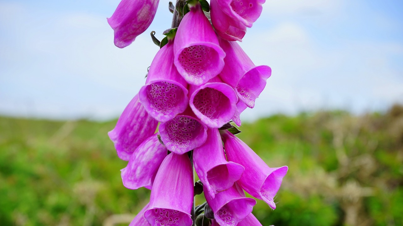 flower pink pink flowers free photo