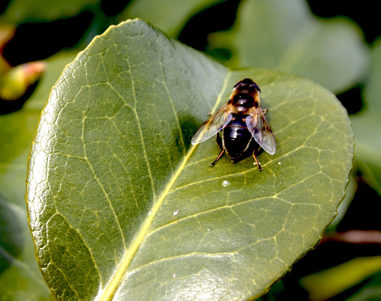 flower leave fly free photo