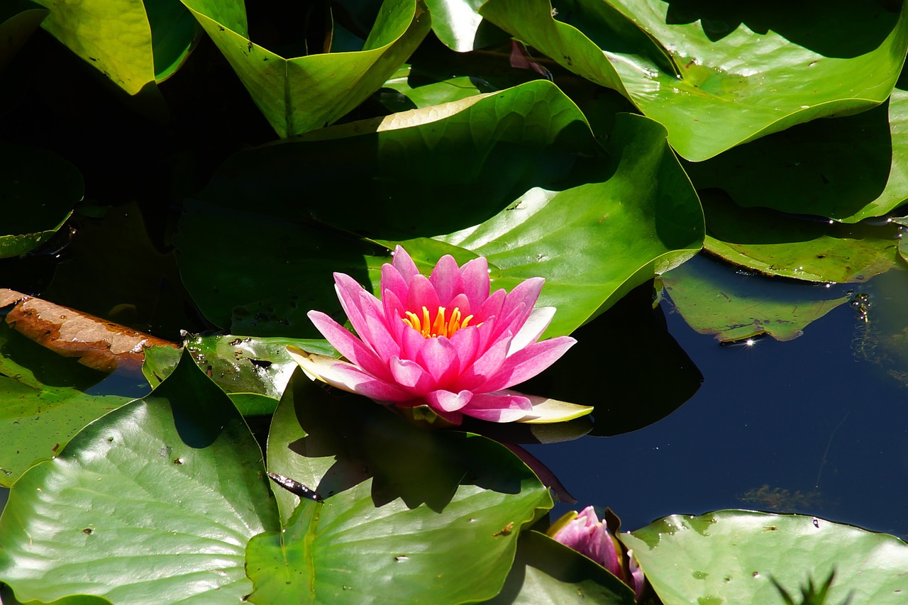 flower blossom bloom free photo