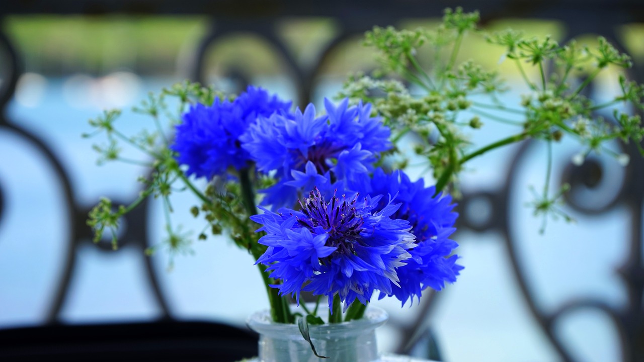 flower blue blossom free photo