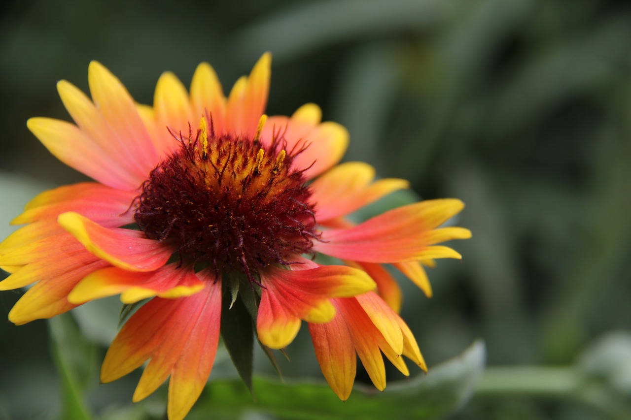 flower the scenery still life free photo