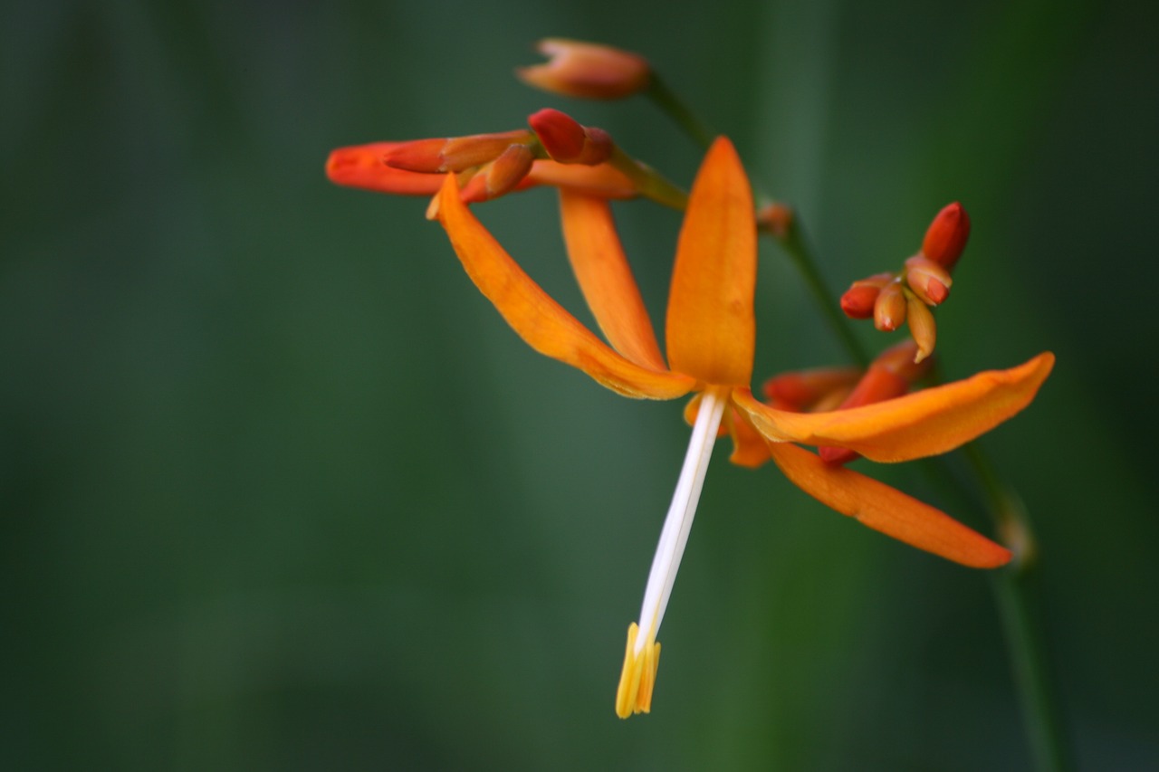 flower orange orange flower free photo