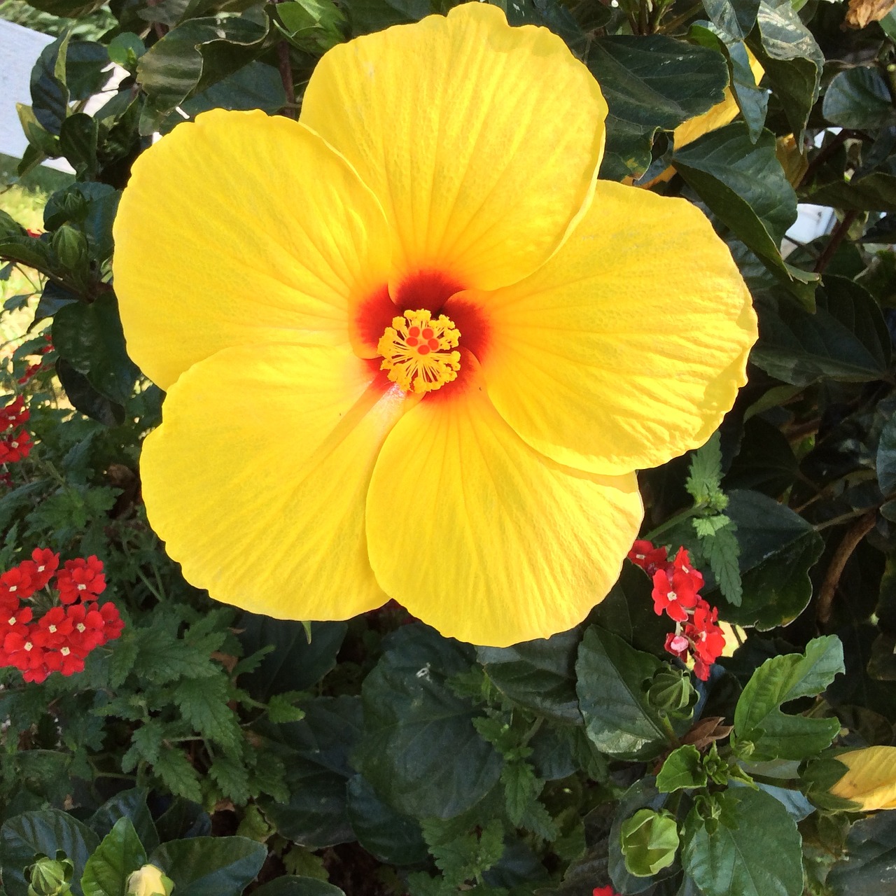 hibiscus flower beauty free photo