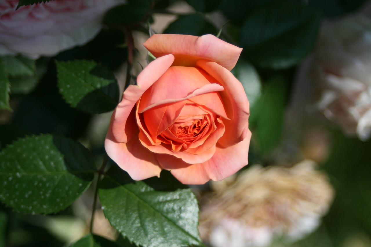 flower rose vicky free photo