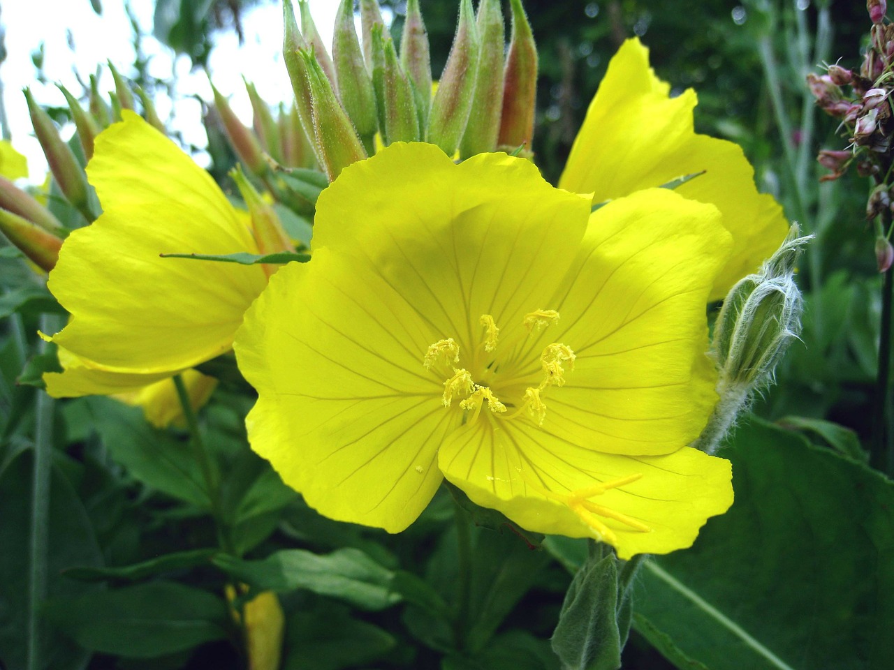 flower yellow summer free photo