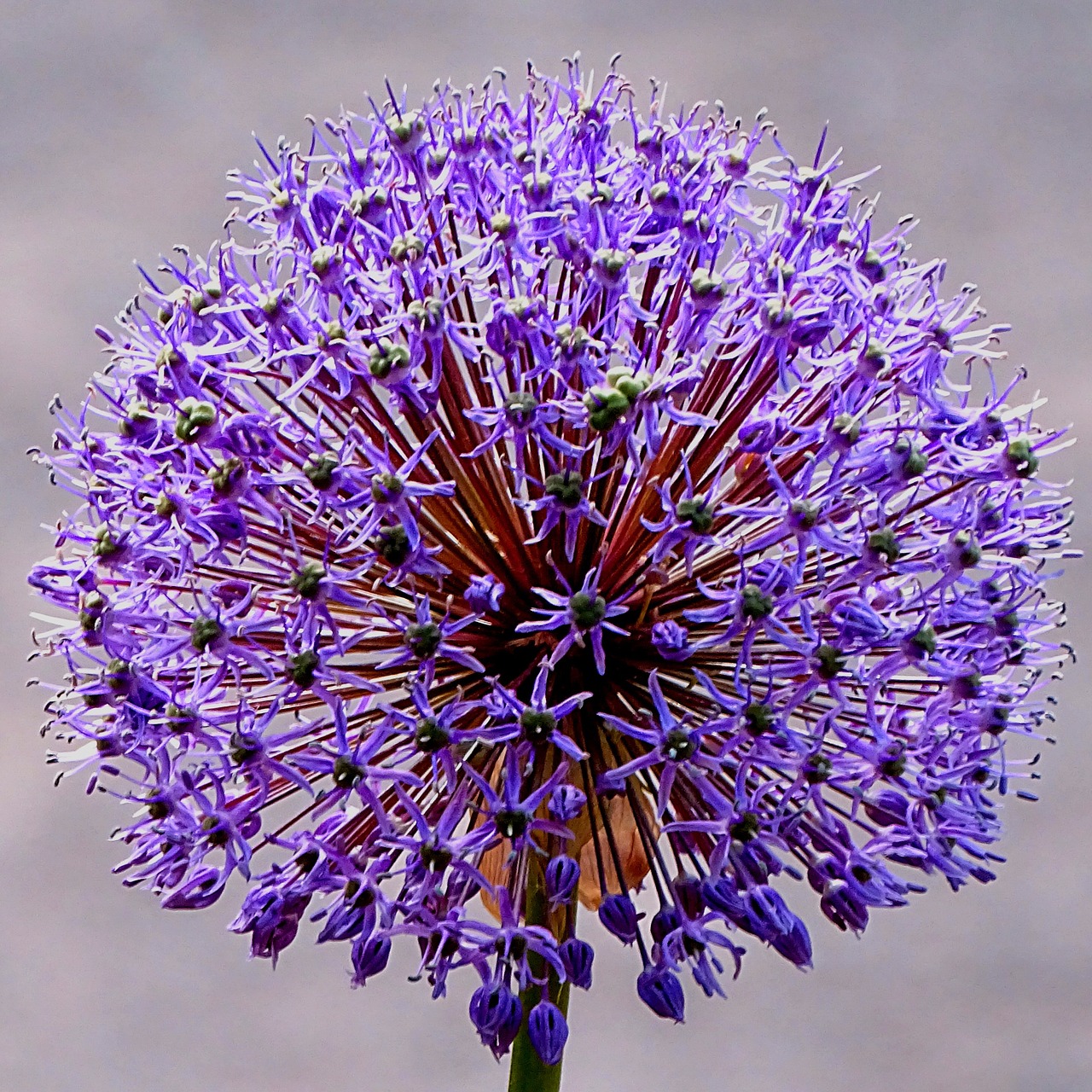 flower plant blue free photo