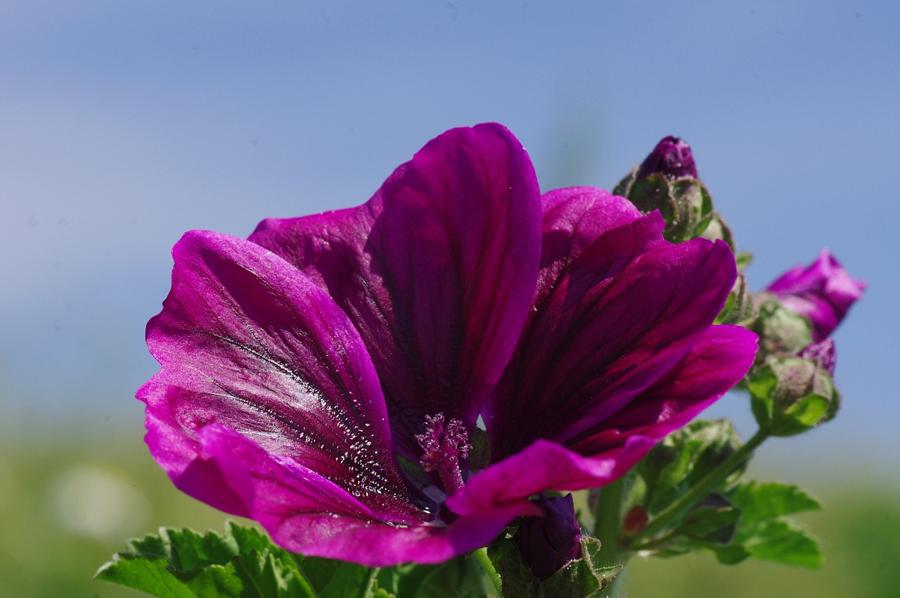 blossom bloom flower free photo