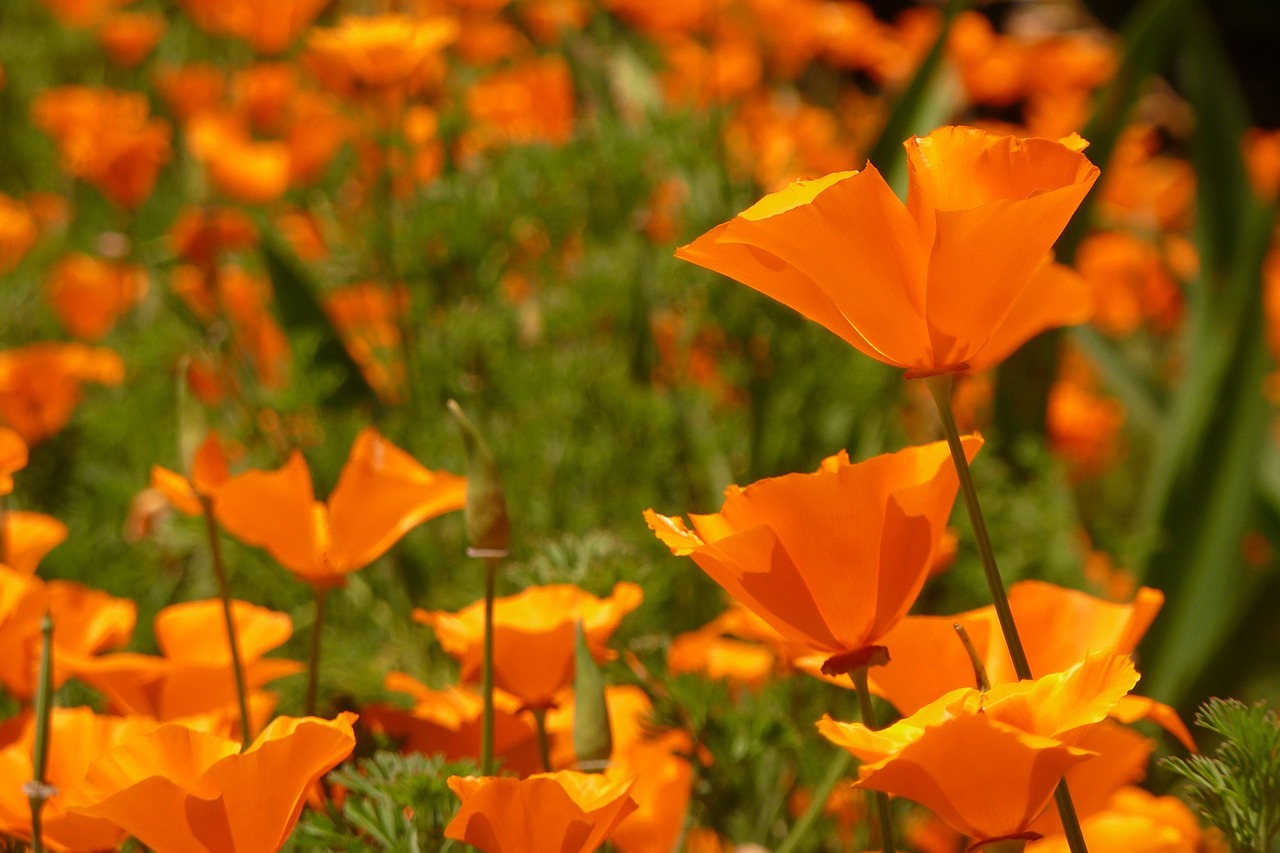 orange flower poppy free photo