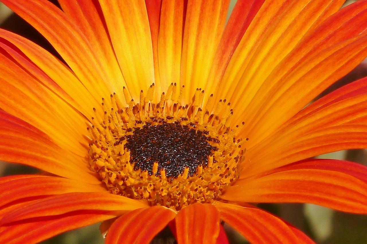 orange flower daisy free photo