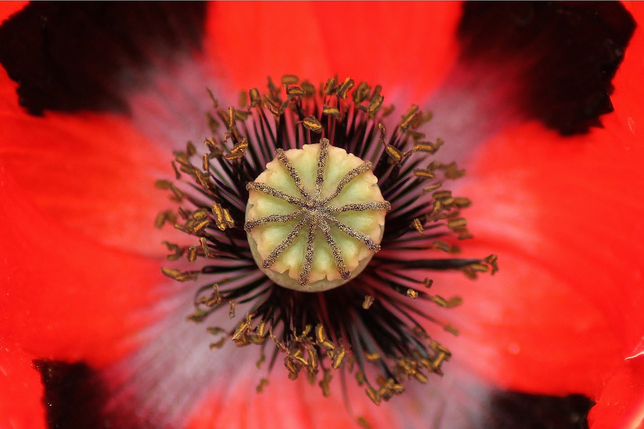 red flower poppy free photo