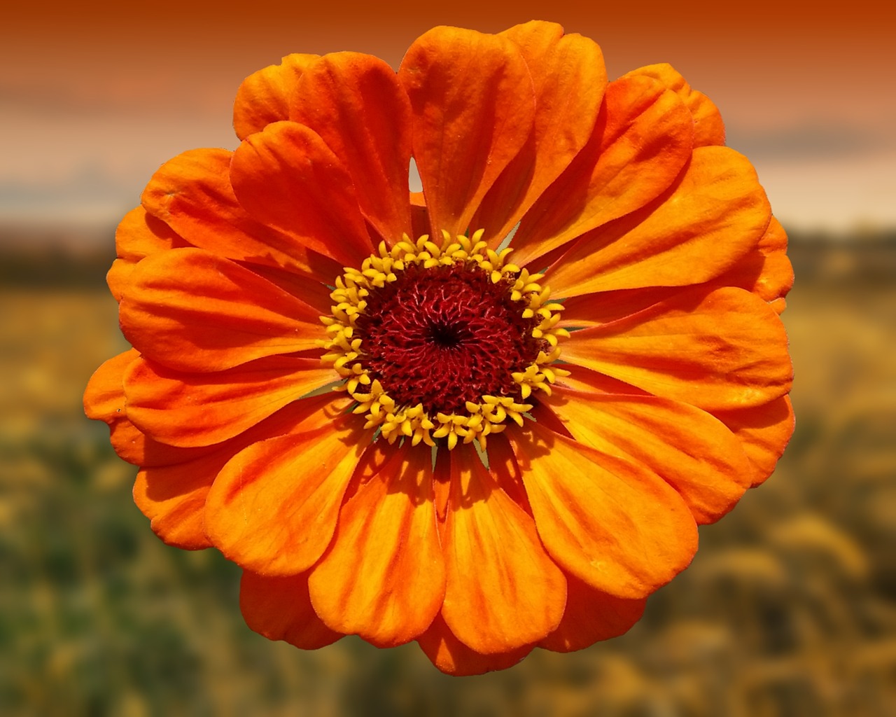 flower orange nature free photo