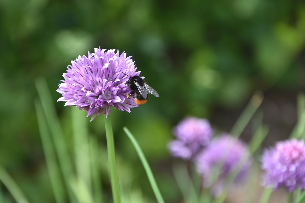 flower chives bee free photo